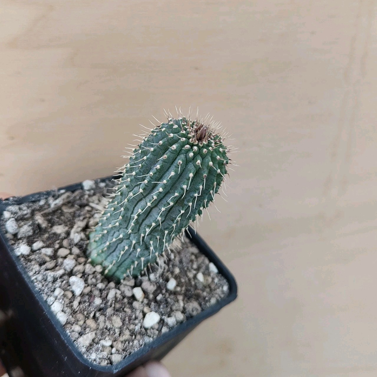 1790615330088_1790615333947.jpeg
