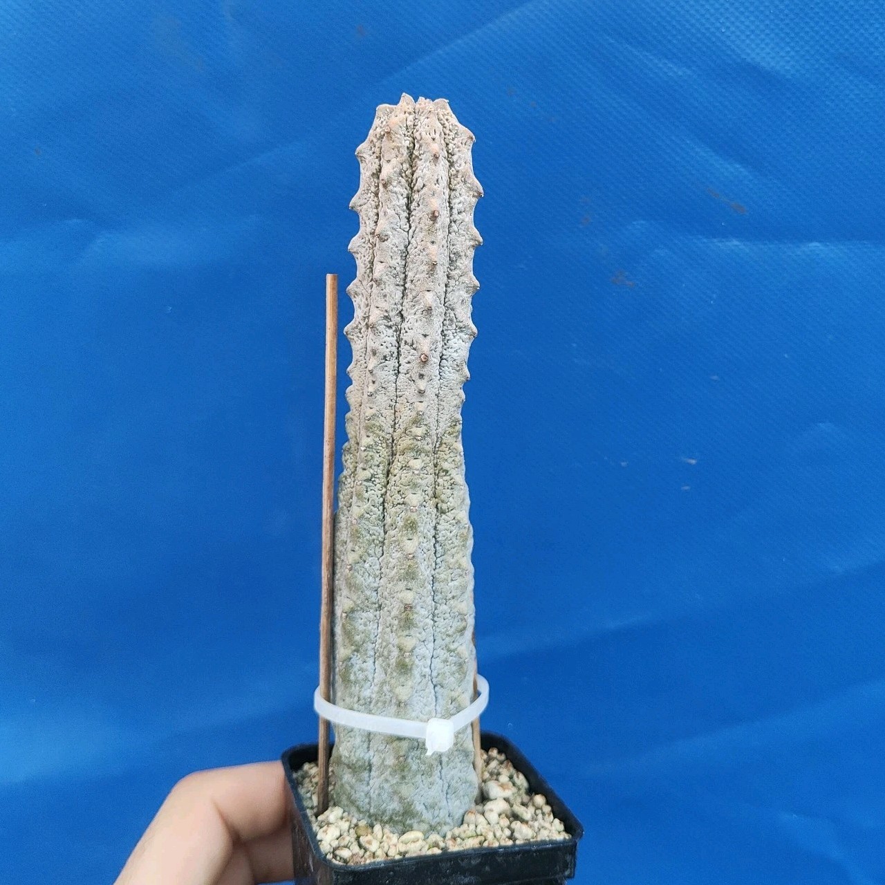 38090548